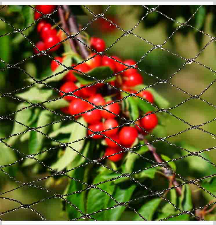 क्या पक्षियों के जाल से आपकी फसलों को नुकसान होगा?